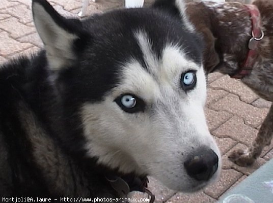 Photo de Husky siberien