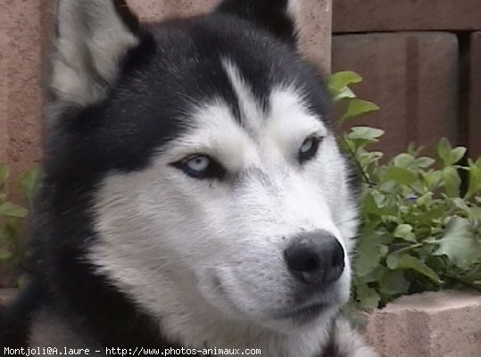 Photo de Husky siberien