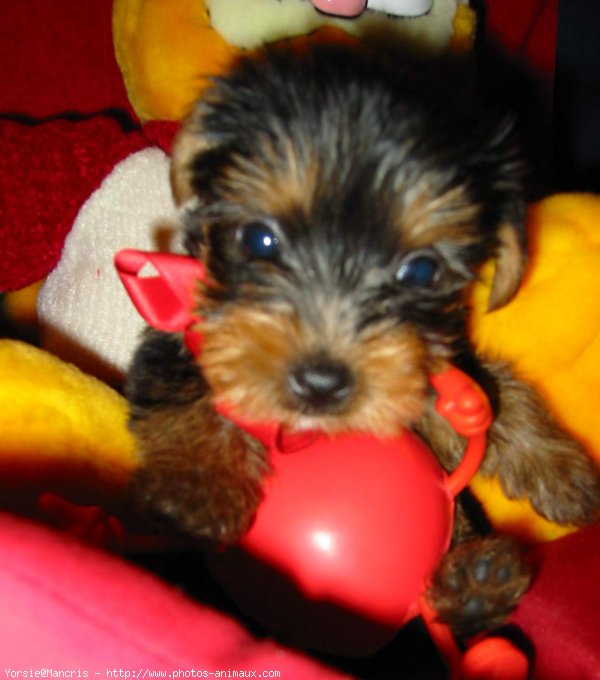 Photo de Yorkshire terrier