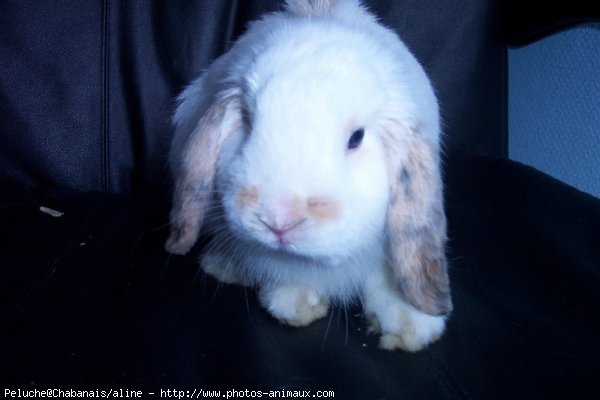 Photo de Lapin