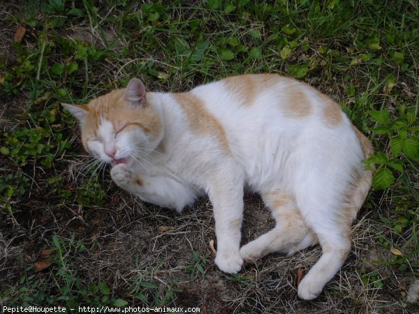 Photo de Chat domestique