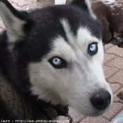 Photo de Husky siberien