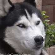 Photo de Husky siberien