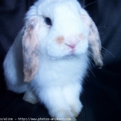 Photo de Lapin