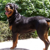 Photo de Rottweiler