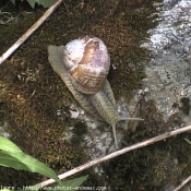 Photo d'Escargot