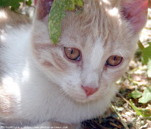 Photo de Chat domestique