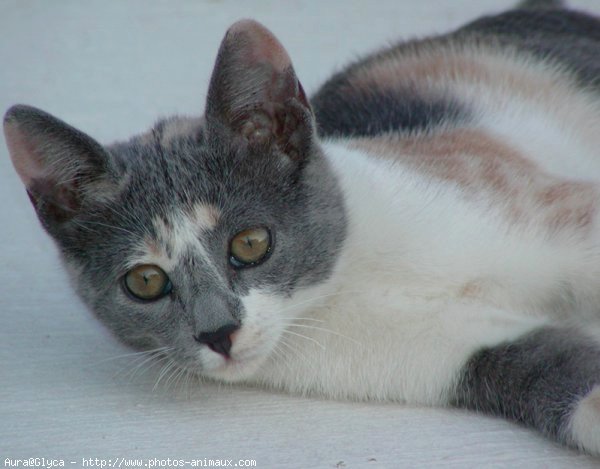 Photo de Chat domestique