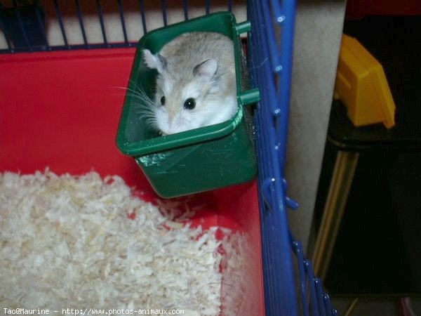 Photo de Hamster