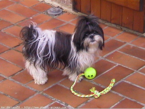 Photo de Shih tzu