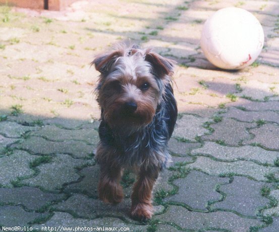 Photo de Yorkshire terrier