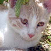 Photo de Chat domestique