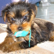 Photo de Yorkshire terrier