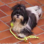 Photo de Shih tzu