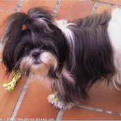 Photo de Shih tzu