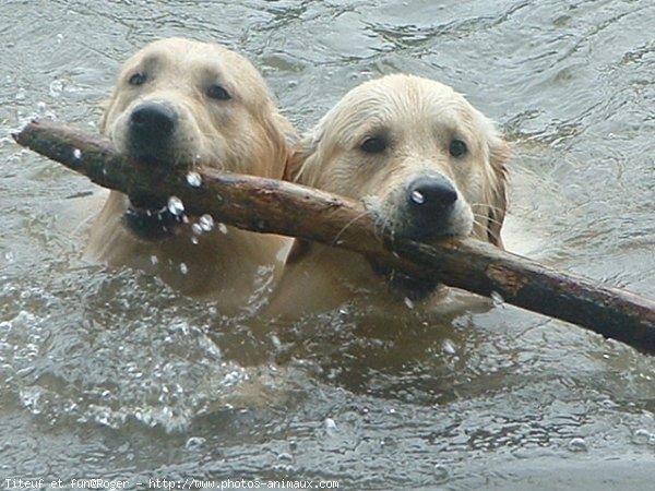 Photo de Golden retriever