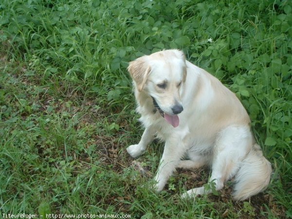 Photo de Golden retriever