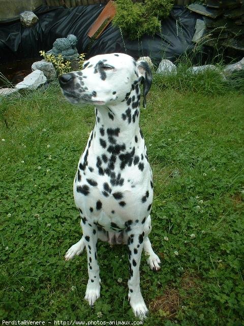 Photo de Dalmatien