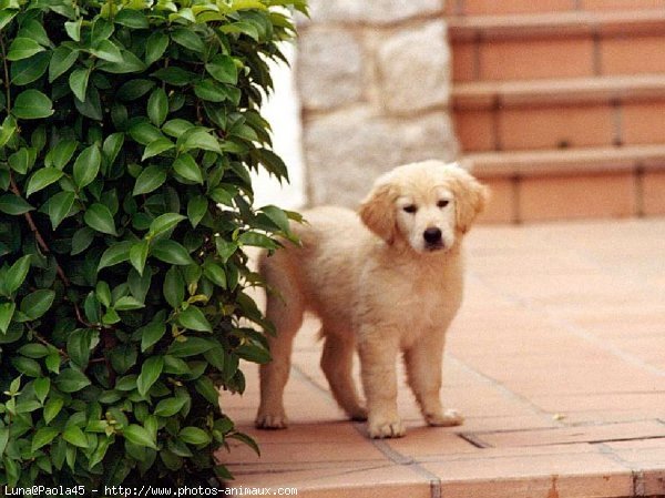 Photo de Golden retriever