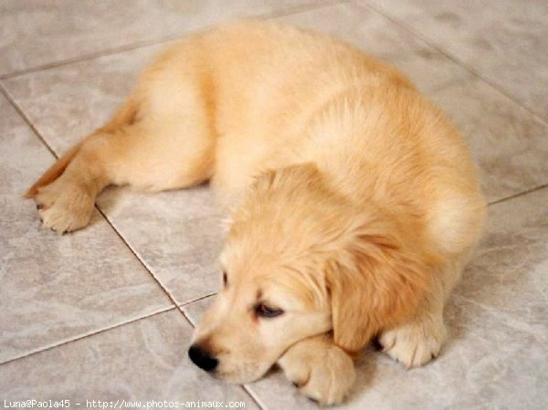 Photo de Golden retriever