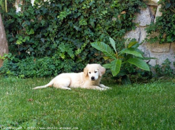 Photo de Golden retriever