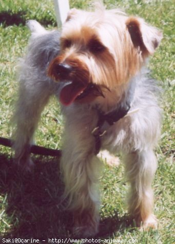 Photo de Yorkshire terrier