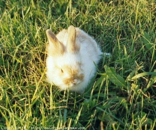 Photo de Lapin