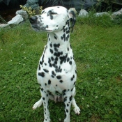 Photo de Dalmatien