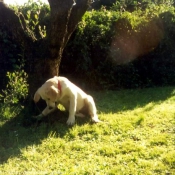 Photo de Golden retriever