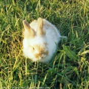 Photo de Lapin