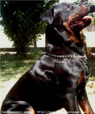 Photo de Rottweiler