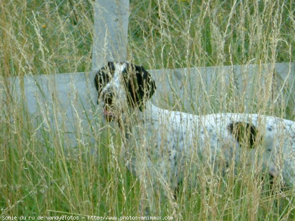 Photo de Braque d'auvergne