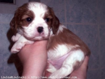 Photo de Cavalier king charles spaniel