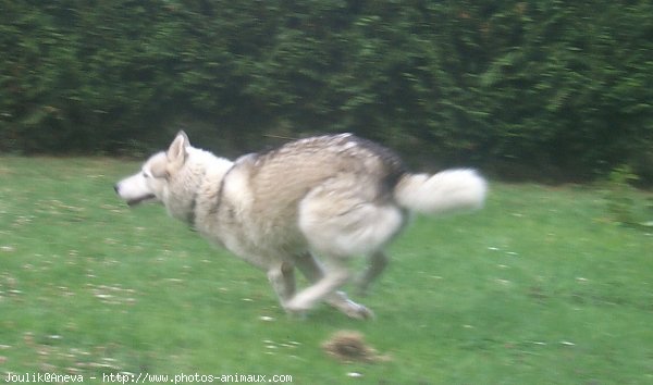 Photo de Husky siberien