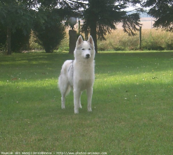 Photo de Husky siberien