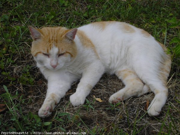 Photo de Chat domestique