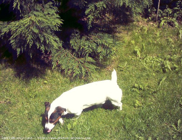 Photo de Jack russell terrier