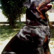 Photo de Rottweiler