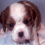 Photo de Cavalier king charles spaniel