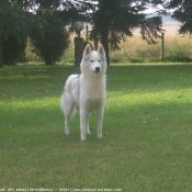 Photo de Husky siberien