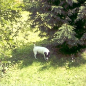 Photo de Jack russell terrier