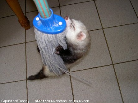 Photo de Furet