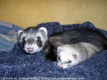 Photo de Furet