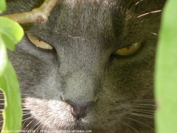 Photo de Chat domestique