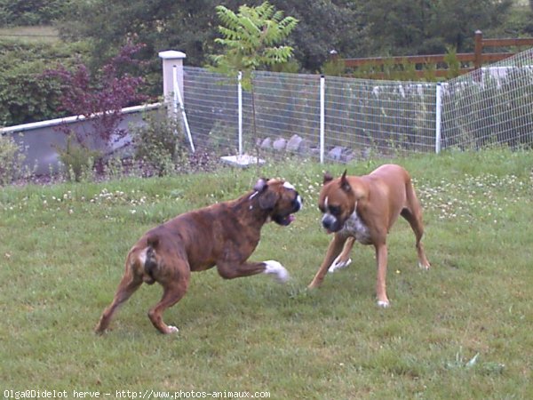 Photo de Boxer