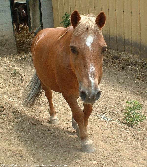 Photo de Shetland