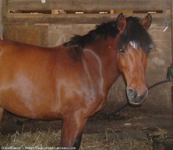 Photo de Poney franais de selle