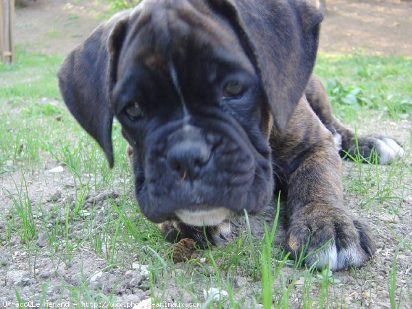 Photo de Boxer