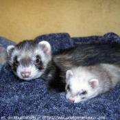 Photo de Furet