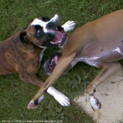 Photo de Boxer